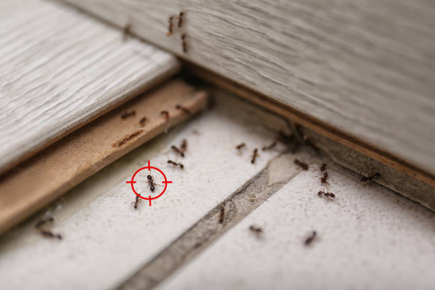 Best Pest Prevention Services  in Prairie Grove, IL