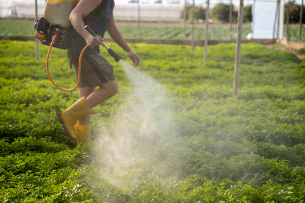 Wasp Removal Services in Prairie Grove, IL