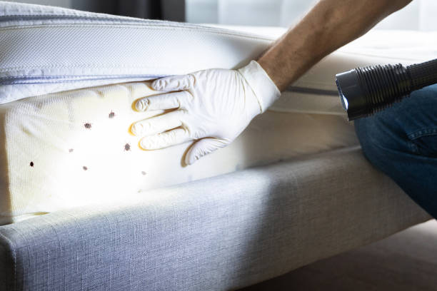 Best Flea Control Services  in Prairie Grove, IL
