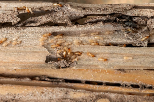 Best Spider Control Near Me  in Prairie Grove, IL